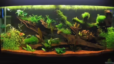 Becken 1756 von Hubert Demonty