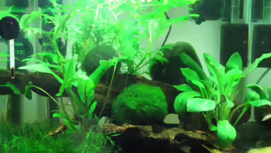 Becken 17568 von Patrick Schuler