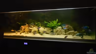 Becken 17579 von Insulaner