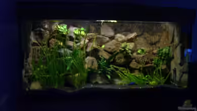 Becken 1760 von Robert Dietrich