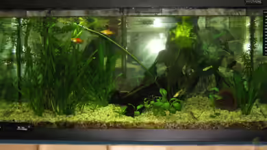 Becken 1763 von Dennis Jaaks