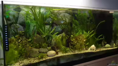 Becken 1772 von Michael Bauer