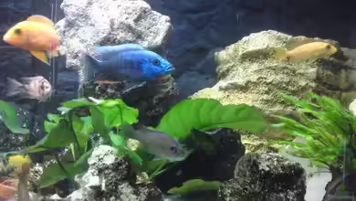 Becken 17725 von sumsum0476