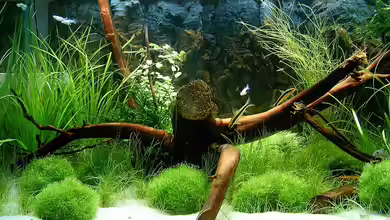 Becken 17738 von zaffa