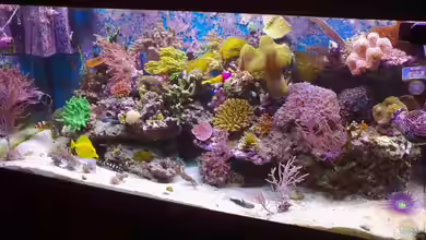 Becken 17780 von Andre Walz