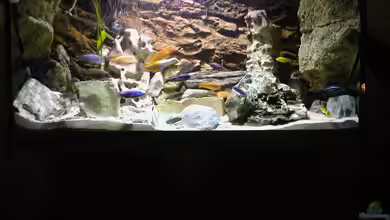 Becken 1781 von Stefan Link