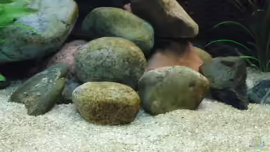 Becken 17837 von Alex_085