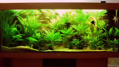 Becken 17853 von FranklinXQ