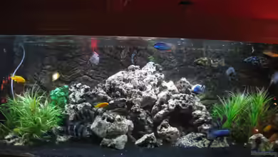 Becken 17952 von MAGNUM