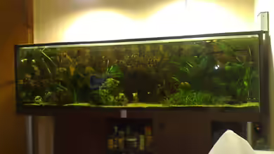 Becken 17956 von Sebastian Rolfes