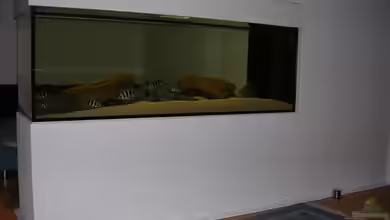 Becken 1797 von Costa Reichl