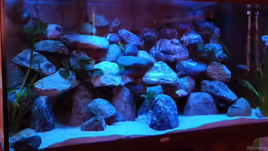 Becken 18028 von Antje 78