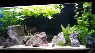 Becken 18030 von m0use