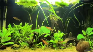 Becken 18053 von gabbel