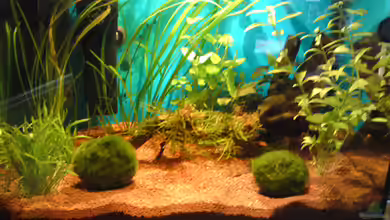 Becken 18088 von Tobias Weber