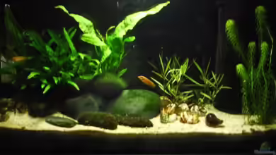 Becken 18140 von vitus