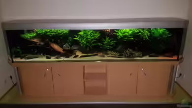 Becken 18144 von adiskus