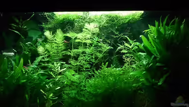 Becken 1816 von hej kompisar