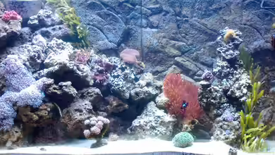 Becken 18185 von Austauscher