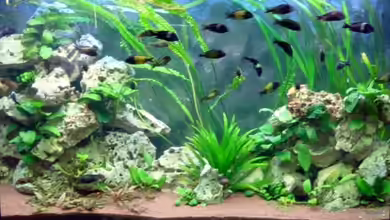 Becken 182 von Frank Ahlborn