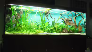 Becken 18216 von Korbi