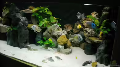 Becken 18312 von Herbert