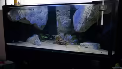 Becken 18329 von tattooindi