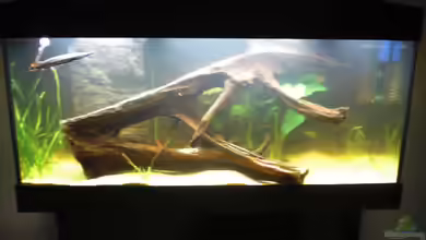 Becken 18367 von Gar