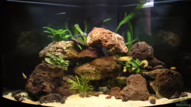 Becken 1837 von Sebastian Zunhammer