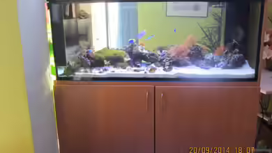 Becken 18380 von lippfisch