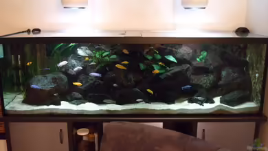 Becken 18425 von Crenii