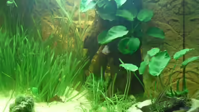 Becken 18437 von simson