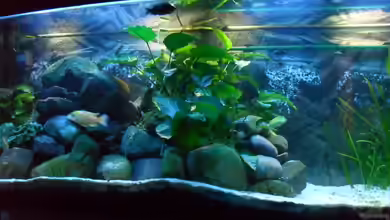 Becken 18444 von delphin