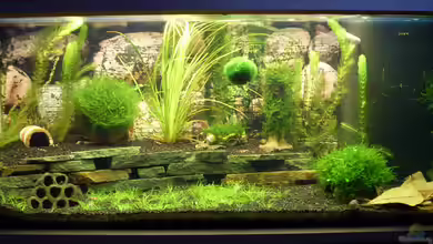 Becken 18551 von Socke