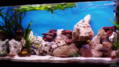 Becken 1856 von Lars Doelle