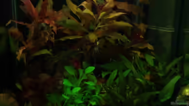 Becken 18561 von Bullseye 77