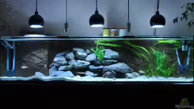 Becken 18578 von Lars Schnabel