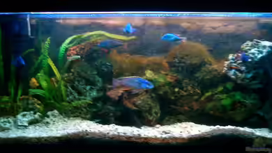 Becken 1858 von Bene Weinberger