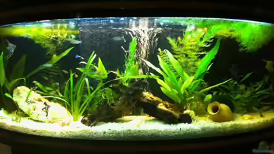 Becken 18689 von Artur Hoffmann