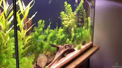 Becken 18741 von Jan Beckman