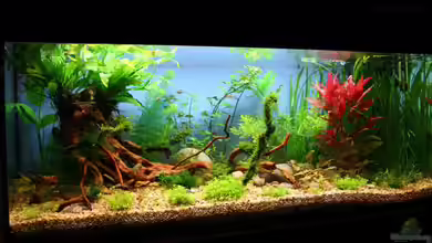 Becken 18770 von Tom G.