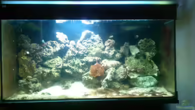 Becken 18813 von Ben S