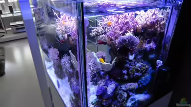 Becken 18875 von AquaTropica CGN