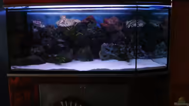 Becken 1888 von Andre Röttelbach