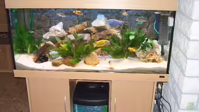 Becken 1890 von Matthias Schmidt