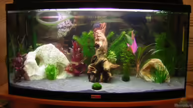 Becken 1892 von André Förster