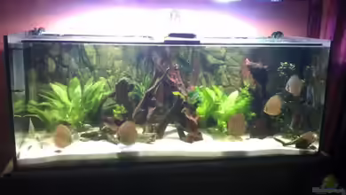 Becken 18921 von Solitary