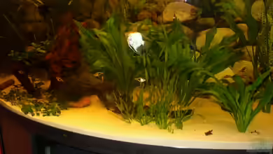 Becken 1893 von Detlef Zachert