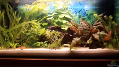 Becken 18939 von TropicThunder