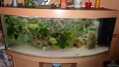 Becken 1903 von Matthias Müllich